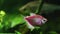 Closeup fishes swimming in tank with seaweed