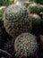 Closeup of Fishhook Cactus