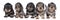 Closeup of five bi-colored longhaired  wire-haired Dachshund dog pups isolated on a white background