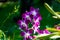 Closeup, Five purple orchids are on the same shade