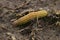 Closeup on the flame shoulder moth, caterpillar of Ochropleura plecta