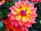 Closeup of a flaming multicolored orange, yellow and pink double blooming Dahlia and green leafs background