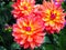 Closeup of flaming multicolored orange, yellow and pink double blooming Dahlias and green leafs background