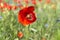 Closeup on flaming red poppy flower outdoors on a wild field