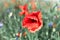 Closeup on flaming red poppy flower outdoors on a wild field, toned image