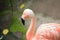 Closeup of Flamingo bird in Pond waters