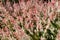 Closeup of Flamingo Dappled Willow texture