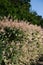 Closeup of flamingo japanese willow (salix integra, Hakuro Nishiki) branches