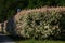 Closeup of flamingo japanese willow (salix integra, Hakuro Nishiki) branches swaying in the wind