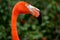 Closeup of a Flamingo in profile at the zoo