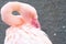 Closeup of a flamingo resting ts head on its back