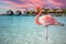 Closeup of a flamingo in the sea on Renaissance Island, Aruba