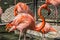 Closeup Flamingo standing in pond with their group.