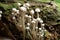 Closeup of Flammulina filiformis mushrooms in the forest