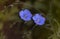 closeup of flax flowers