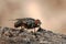 Closeup of a Flesh Fly