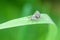 Closeup flies