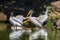 Closeup of a flock of American white pelicans standing on a shore of a lake