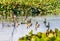 Closeup flock of billed duck aquatic bird Anatidae species family, a chicken sized bird spotted in swimming in the lake field