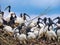 Closeup of a flock of black-headed Ibises on tree branches