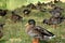 Closeup of a flock of ducks, Anas platyrhynchos domesticus sitting in a green field