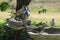 Closeup of a flock of grey doves eating from a bird feeder and drinking water from a bird bath