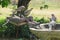 Closeup of a flock of grey doves eating from a bird feeder and drinking water from a bird bath