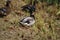 Closeup of a flock of mallards walking in a meadow