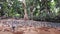 Closeup of a flock of pigeons eating seeds in a park on a cloudy day