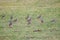 Closeup of a flock of sandpipers in a green field