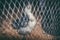 Closeup. Flock of Silkie hens in the cage.