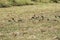 A closeup of a flock of tiny brown birds sitting in an oats and clover field