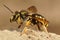 Closeup on a Florentine Woolcarderbee, Anthidium florentinum sitting on a wall in Gard, France