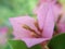 Closeup floret buds, bract of blossom pink Bougainvillea, macro