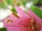 Closeup floret buds, bract of blossom pink Bougainvillea, macro