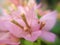 Closeup floret buds, bract of blossom pink Bougainvillea, macro