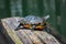 Closeup of a Florida red-bellied cooter on tree lumber surrounded by water under the sunlight