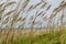 Closeup of Florida Sea Oats on the Atlantic