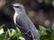 Closeup Florida State Bird Northern Mockingbird