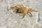 Closeup of a Florida Stone Crab on A Beach