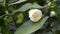 Closeup of flower of Abutilon lucky lantern white, Flowering Maple