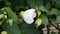 Closeup of flower of Abutilon lucky lantern white, Flowering Maple