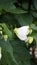 Closeup of flower of Abutilon lucky lantern white, Flowering Maple