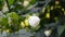 Closeup of flower of Abutilon lucky lantern white, Flowering Maple