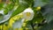 Closeup of flower of Abutilon lucky lantern white, Flowering Maple