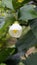 Closeup of flower of Abutilon lucky lantern white, Flowering Maple