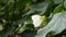 Closeup of flower of Abutilon lucky lantern white, Flowering Maple