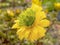 Closeup of a flower of Adonis amurensis Hanazono