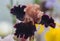 Closeup of flower bearded colorful iris. Macro photo.