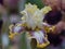 Closeup of flower bearded colorful iris. Macro photo.